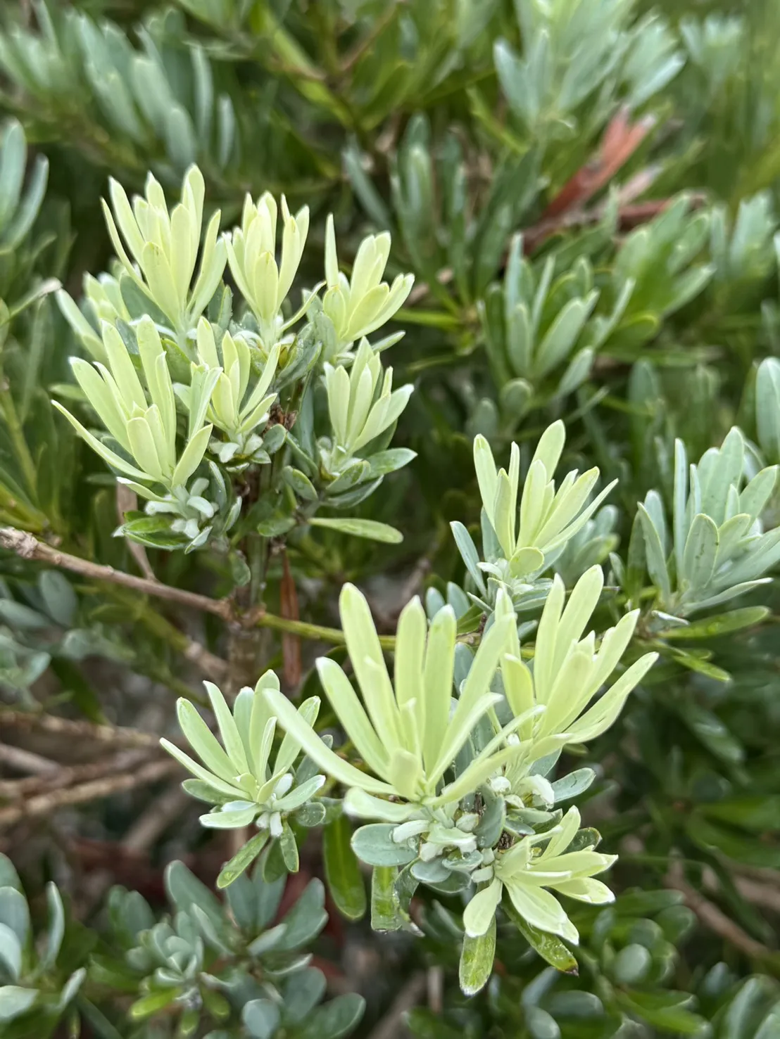 藍天羅漢松(藍羅漢)