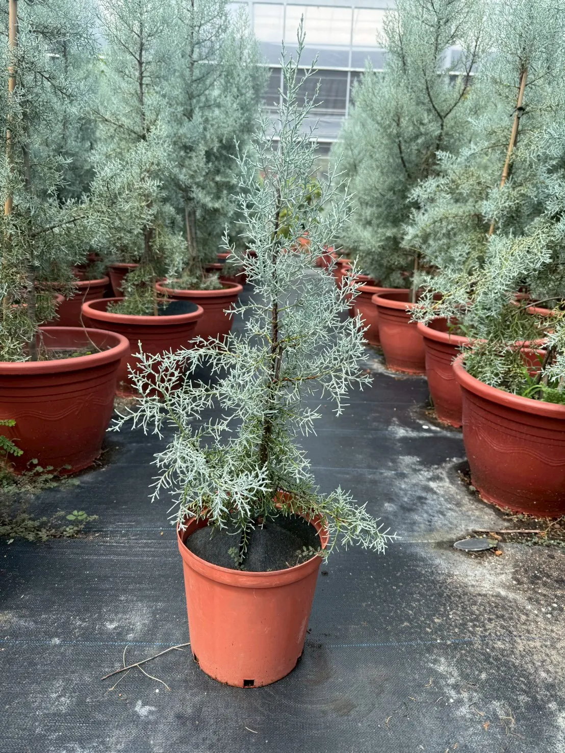 藍冰柏（扦插原株） 