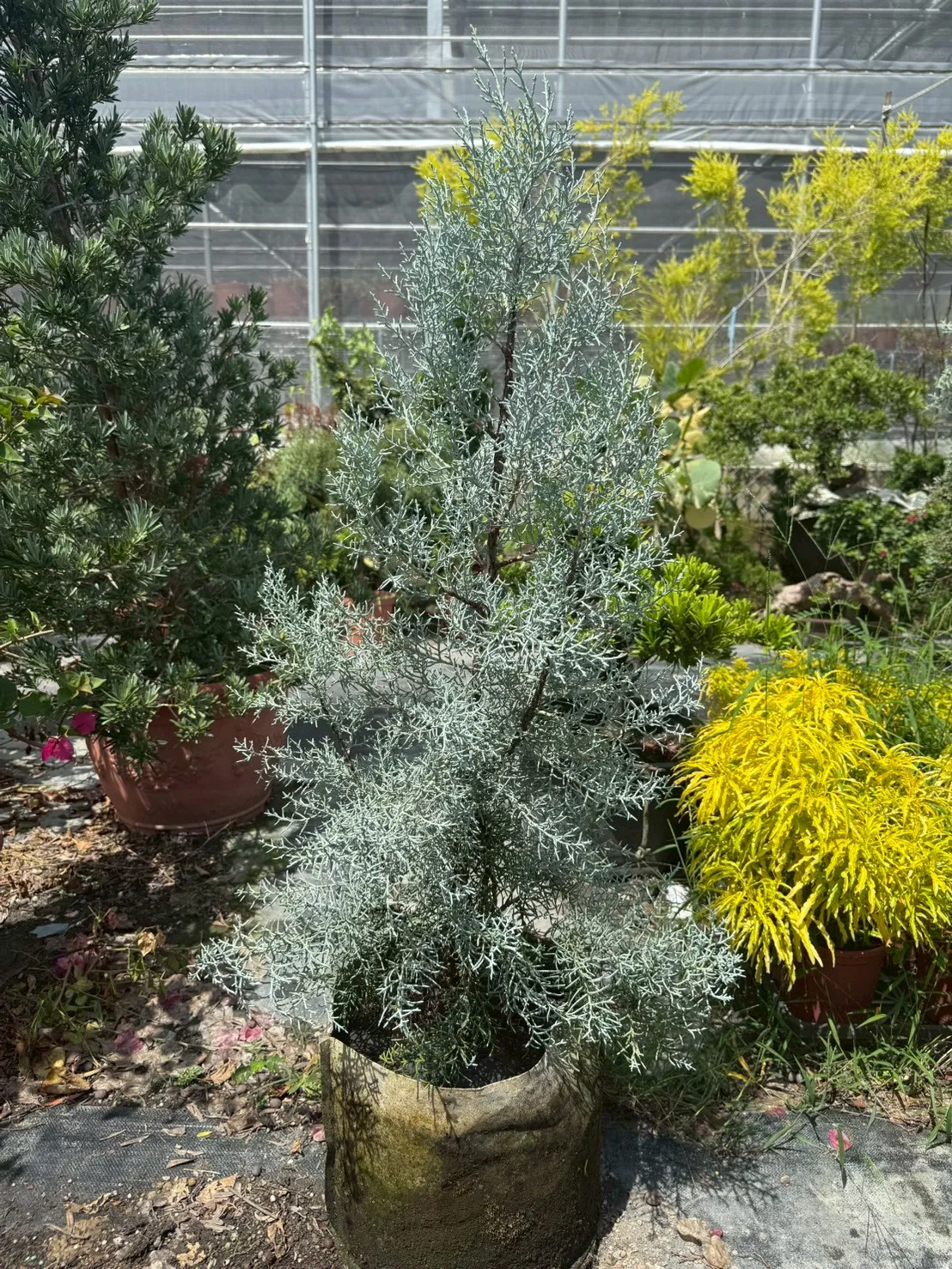 藍冰柏（扦插原株） 