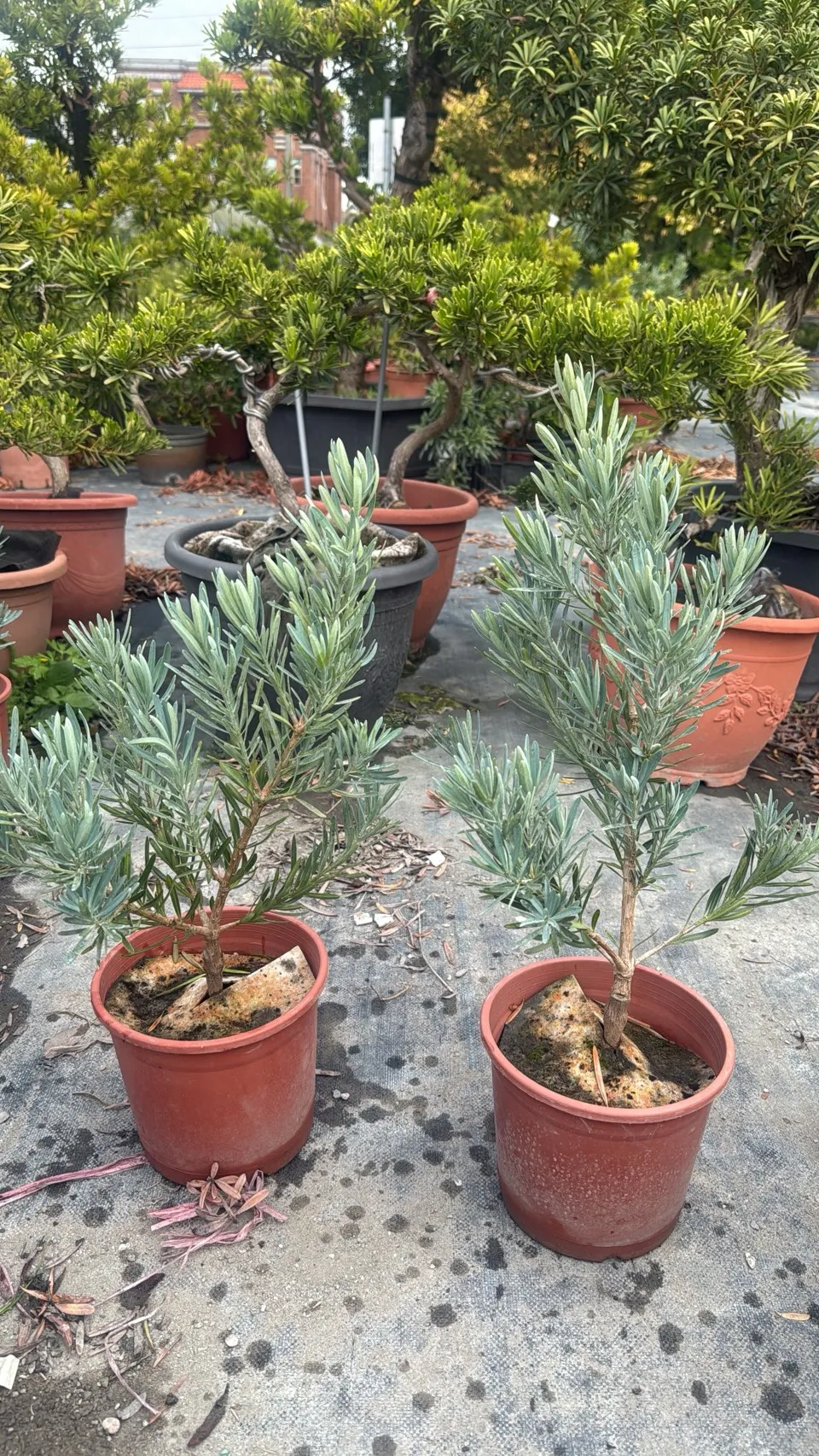 藍天羅漢松(藍羅漢)