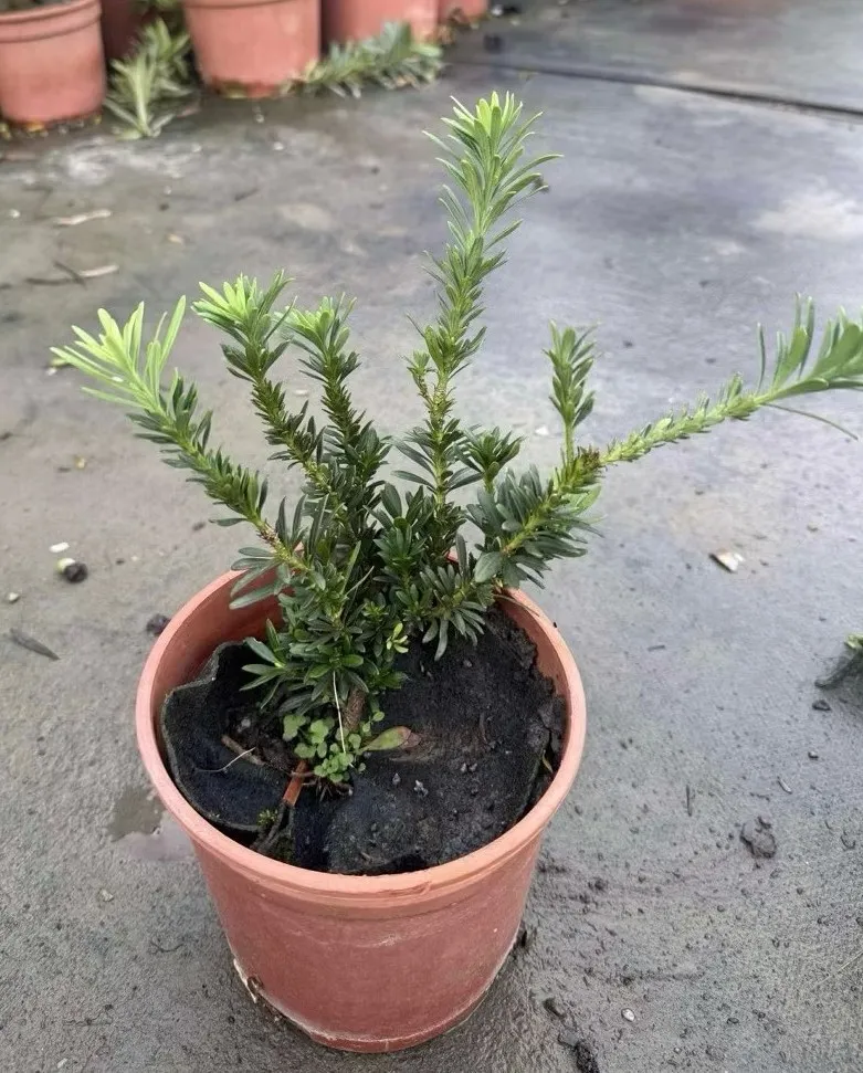 珍珠系列-藍天米葉