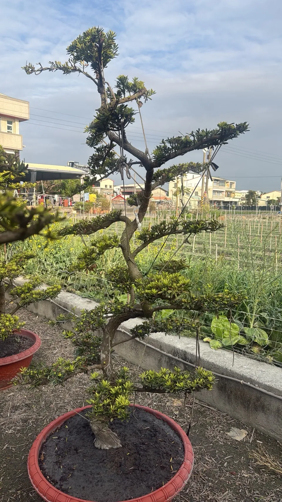 晶鑽雕型羅漢松