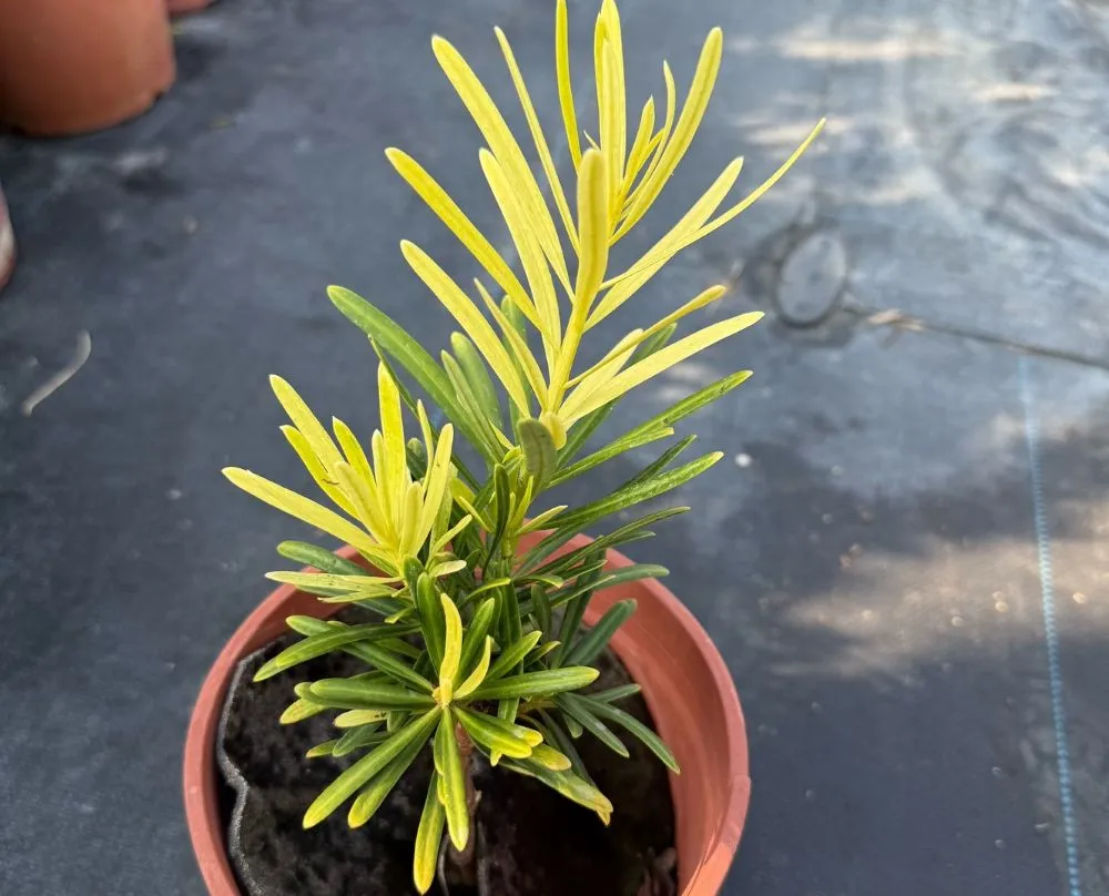 黃芽系列-黃金鑽(黃半年)