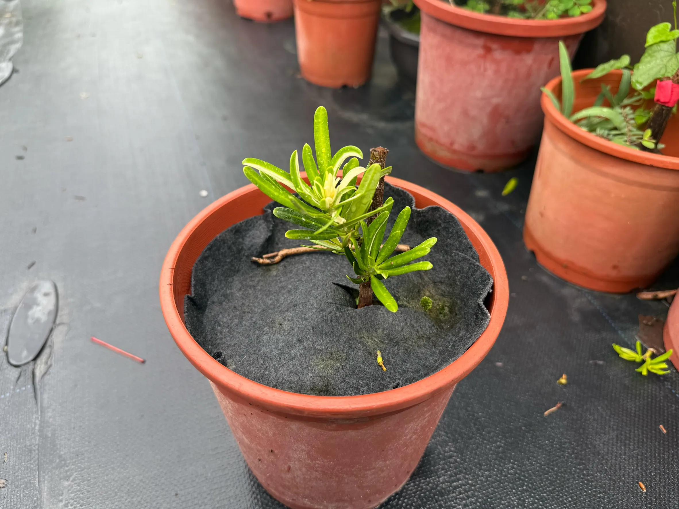 白斑系列-白玉