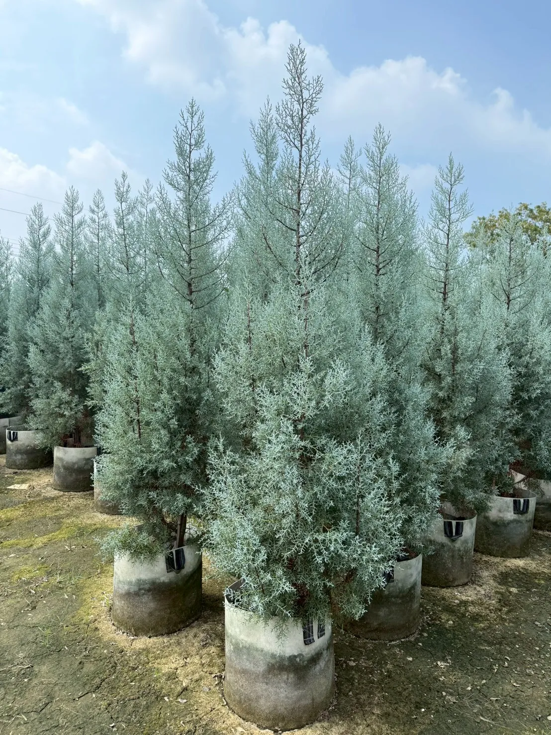 藍冰柏（扦插原株） 