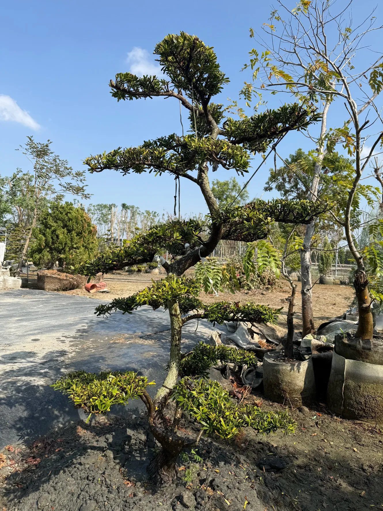 晶鑽雕型羅漢松