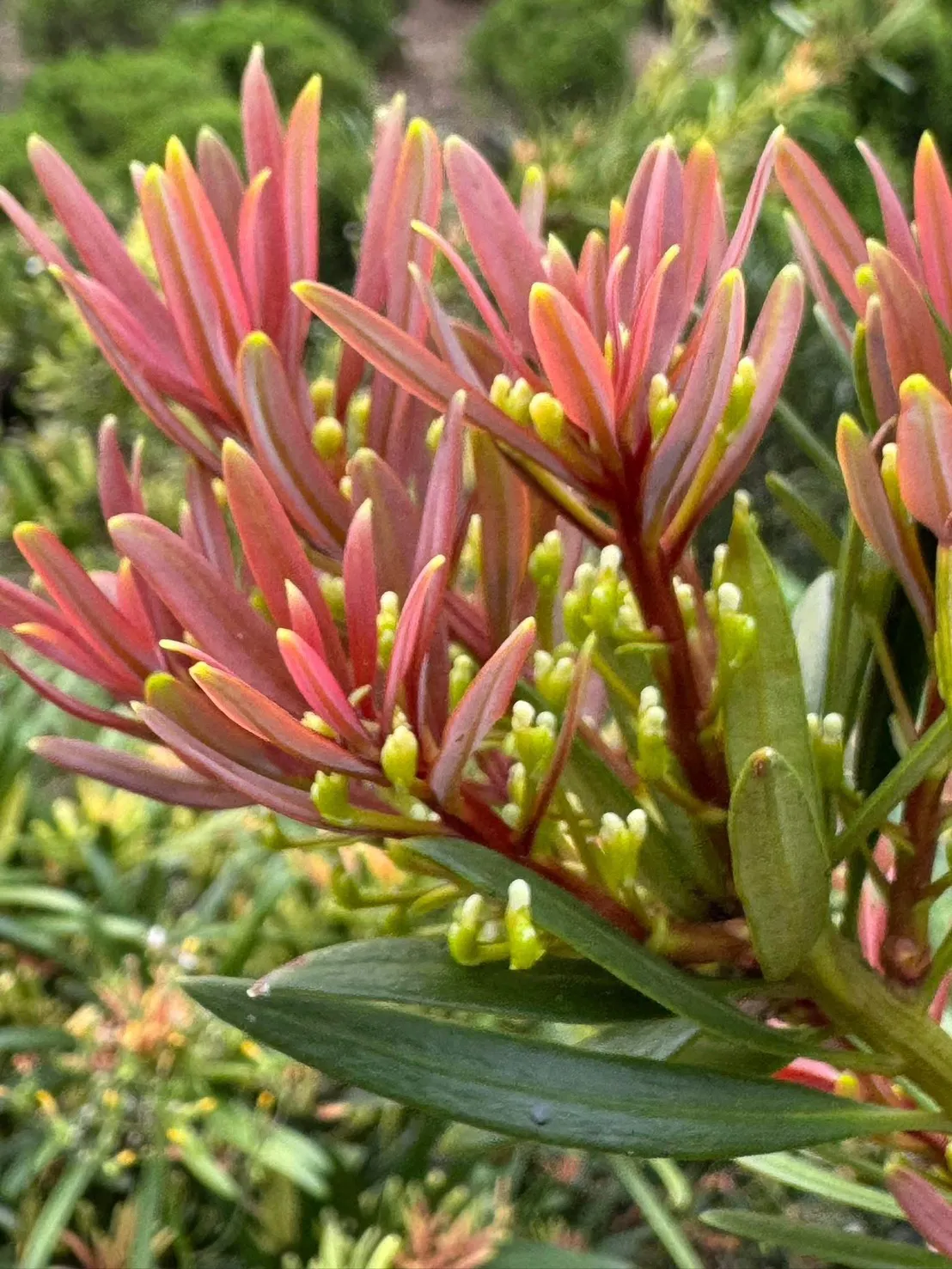 紅芽系列-四季紅