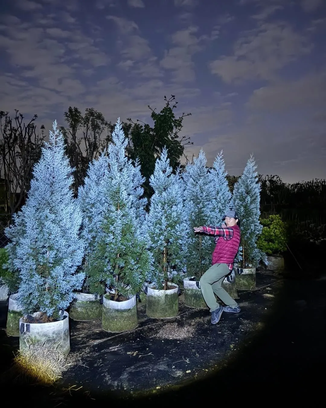 藍冰柏（扦插原株） 