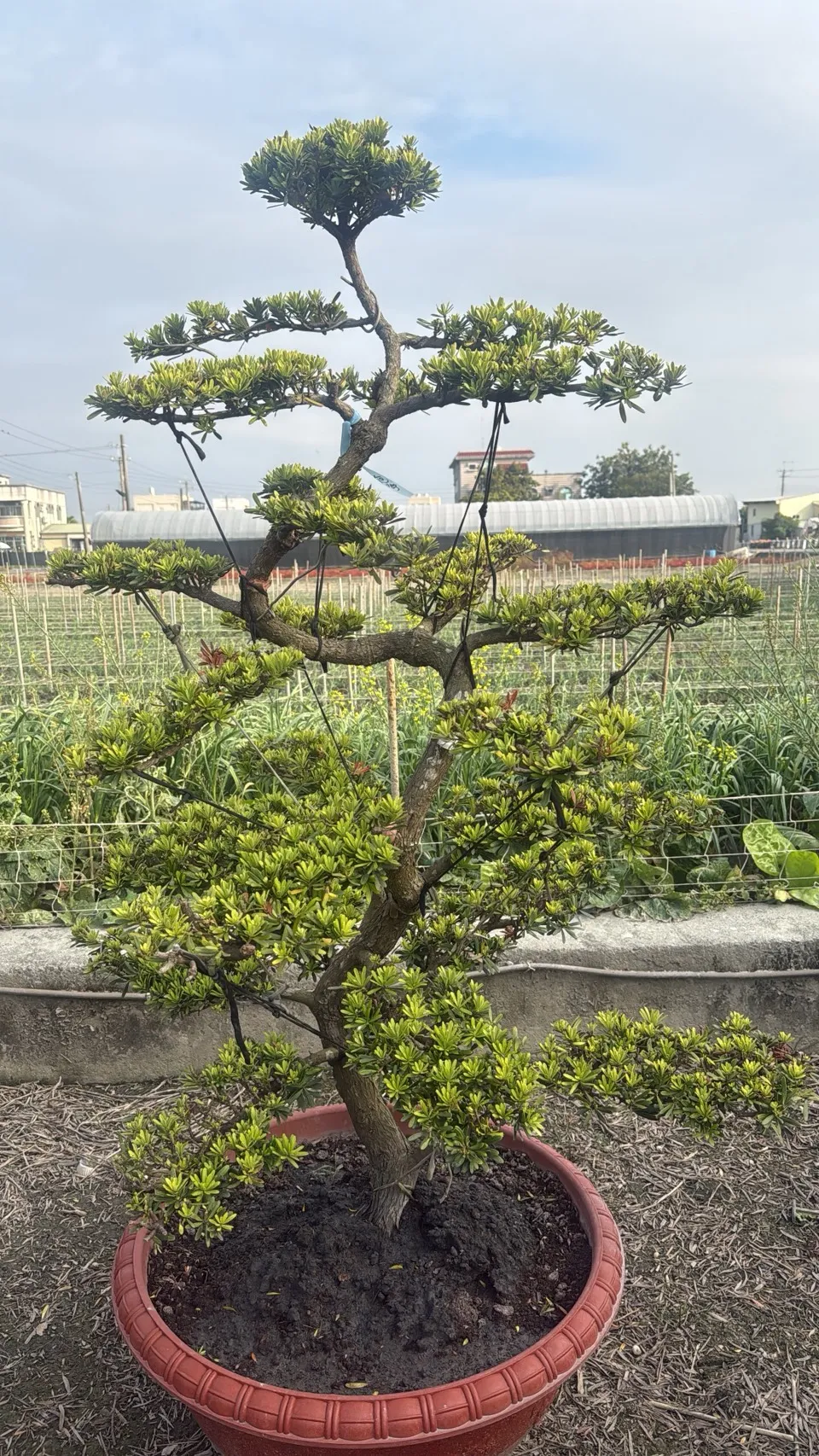 晶鑽雕型羅漢松