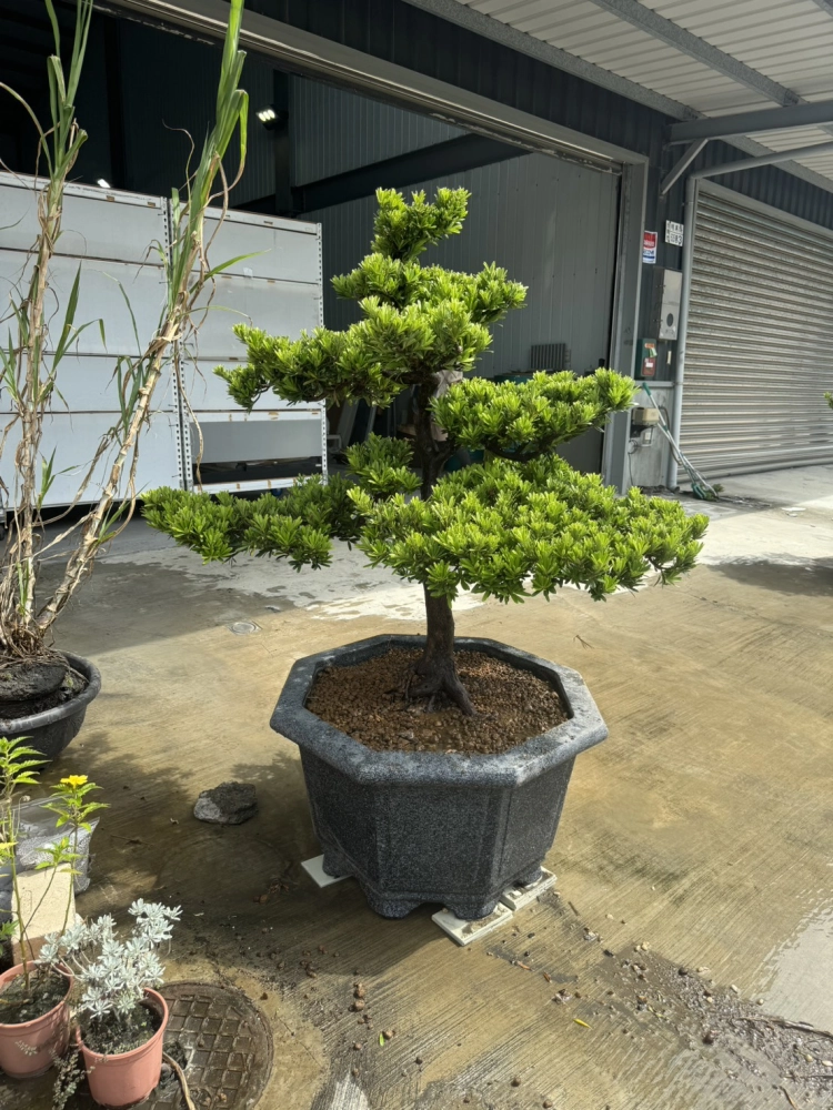 客製化種植圖片分享