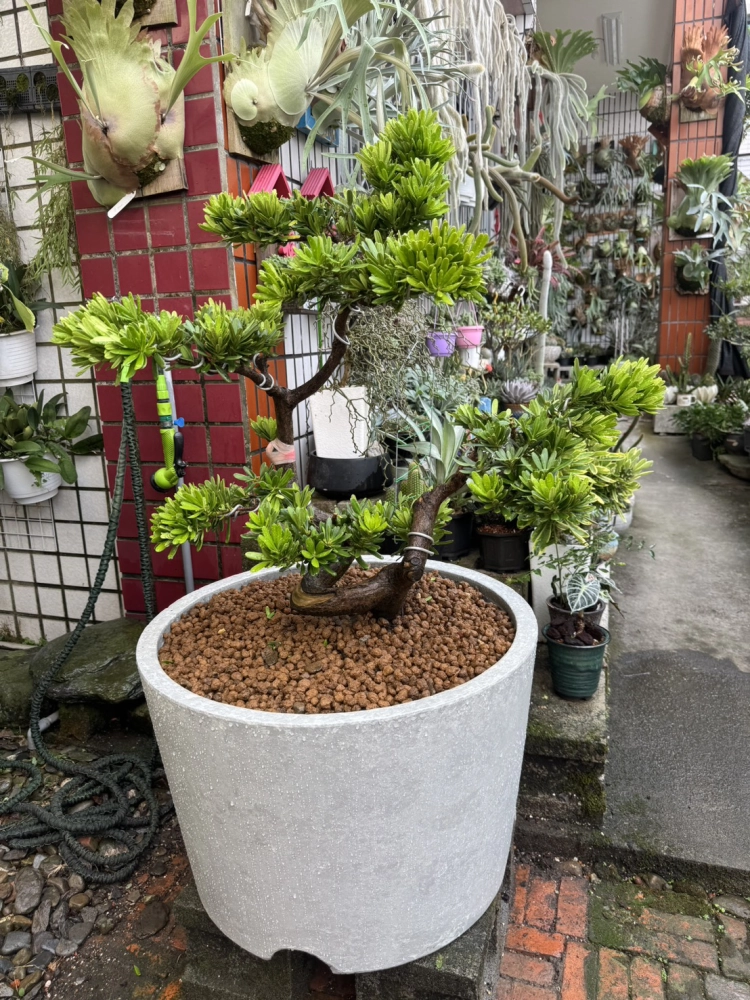 客製化種植圖片分享