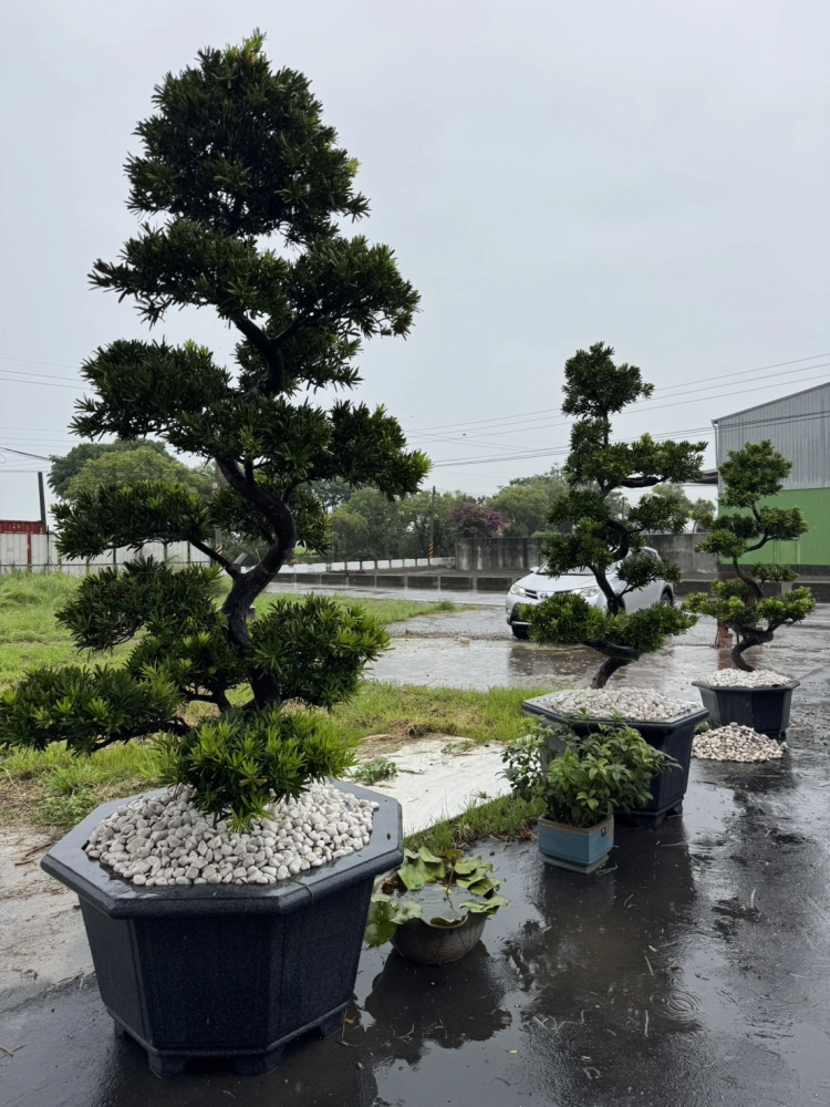 客製化種植圖片分享