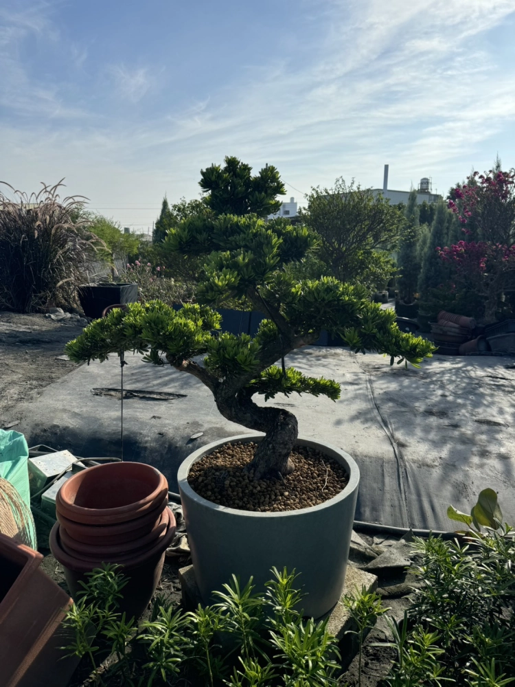 客製化種植圖片分享