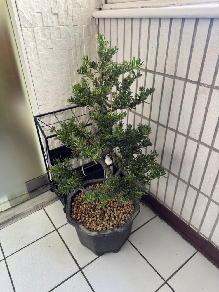 客製化種植圖片分享