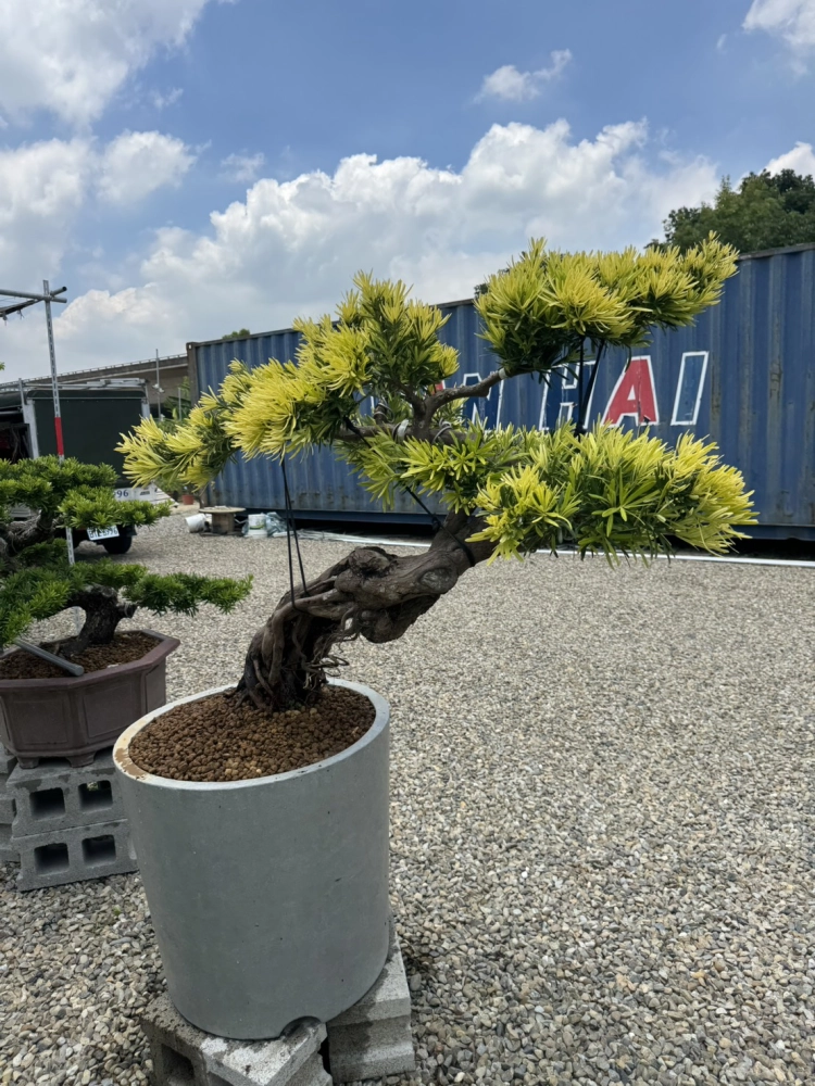客製化種植圖片分享