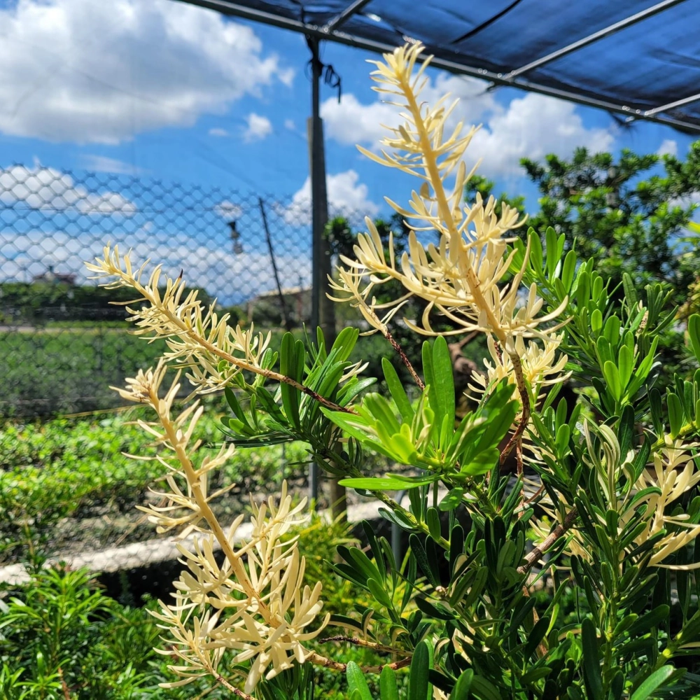 客製化種植圖片分享
