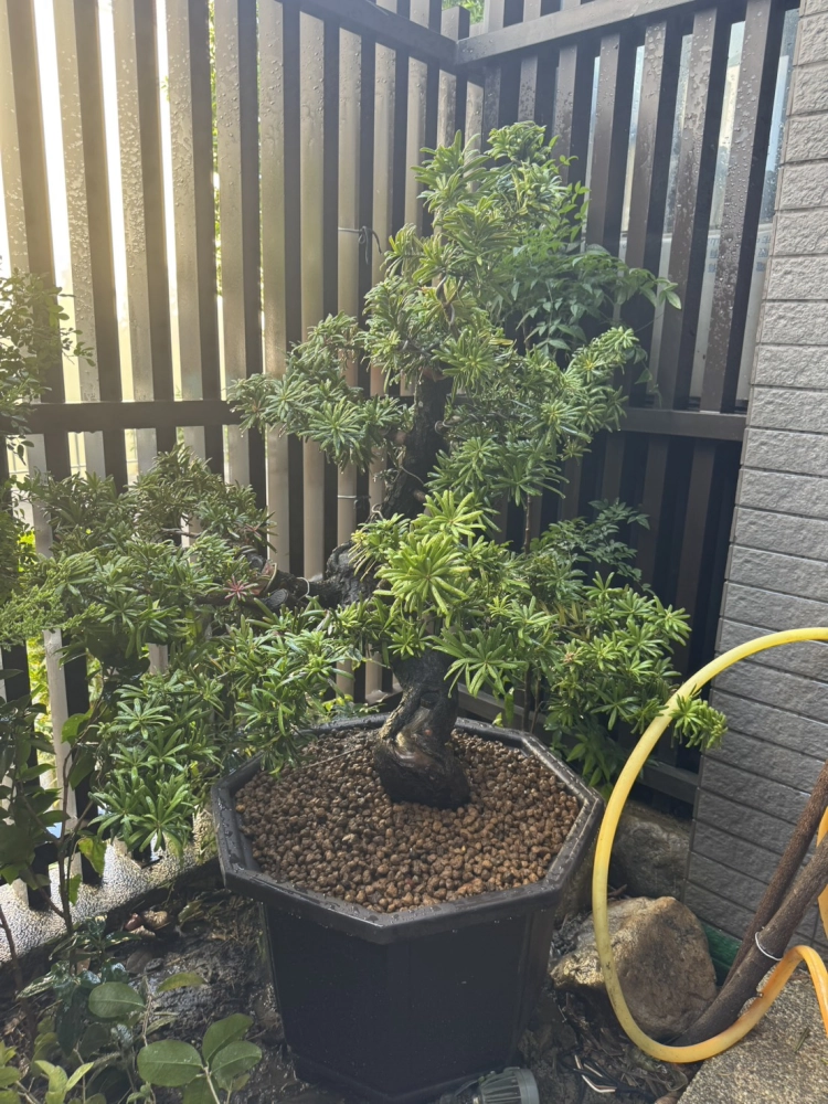 客製化種植圖片分享