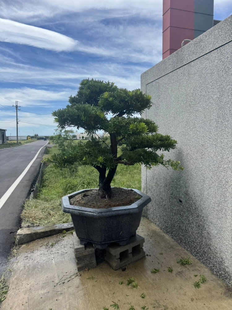 客製化種植圖片分享