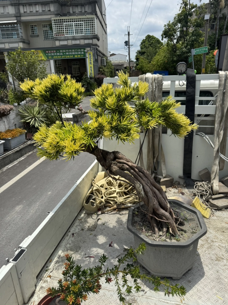 客製化種植圖片分享