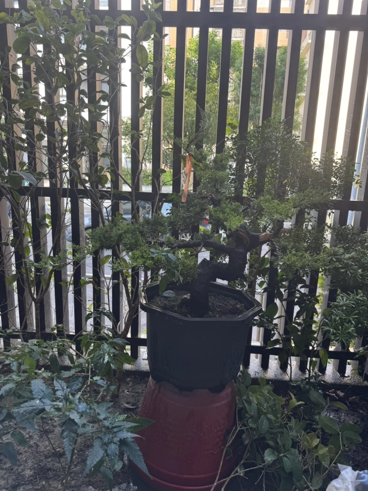 客製化種植圖片分享