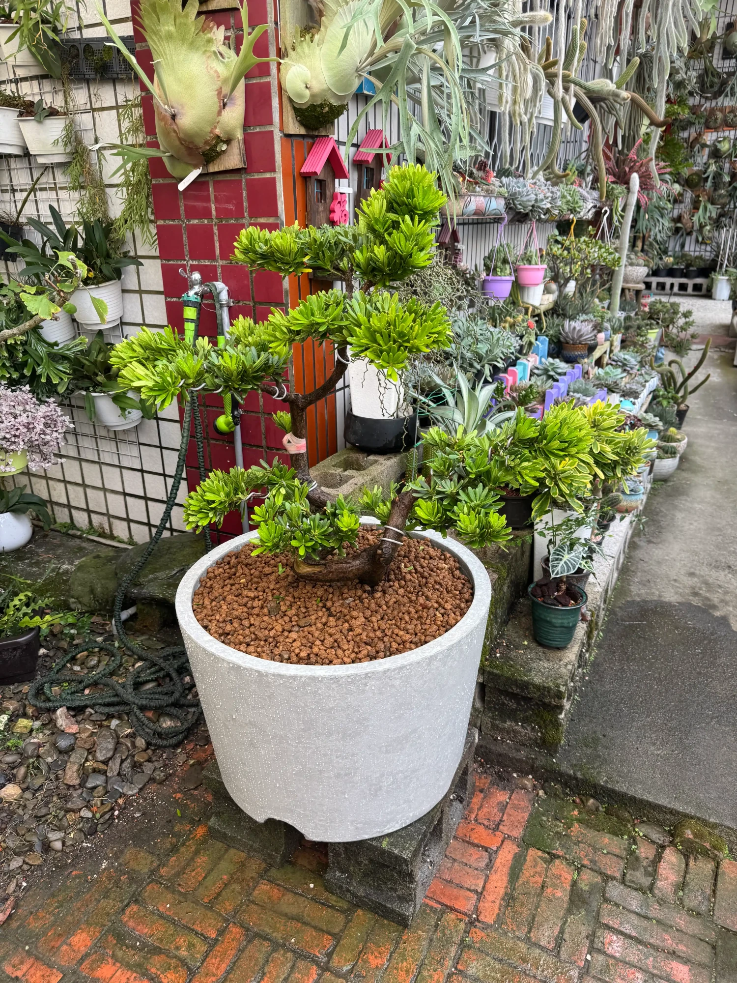 客製化種植圖片分享