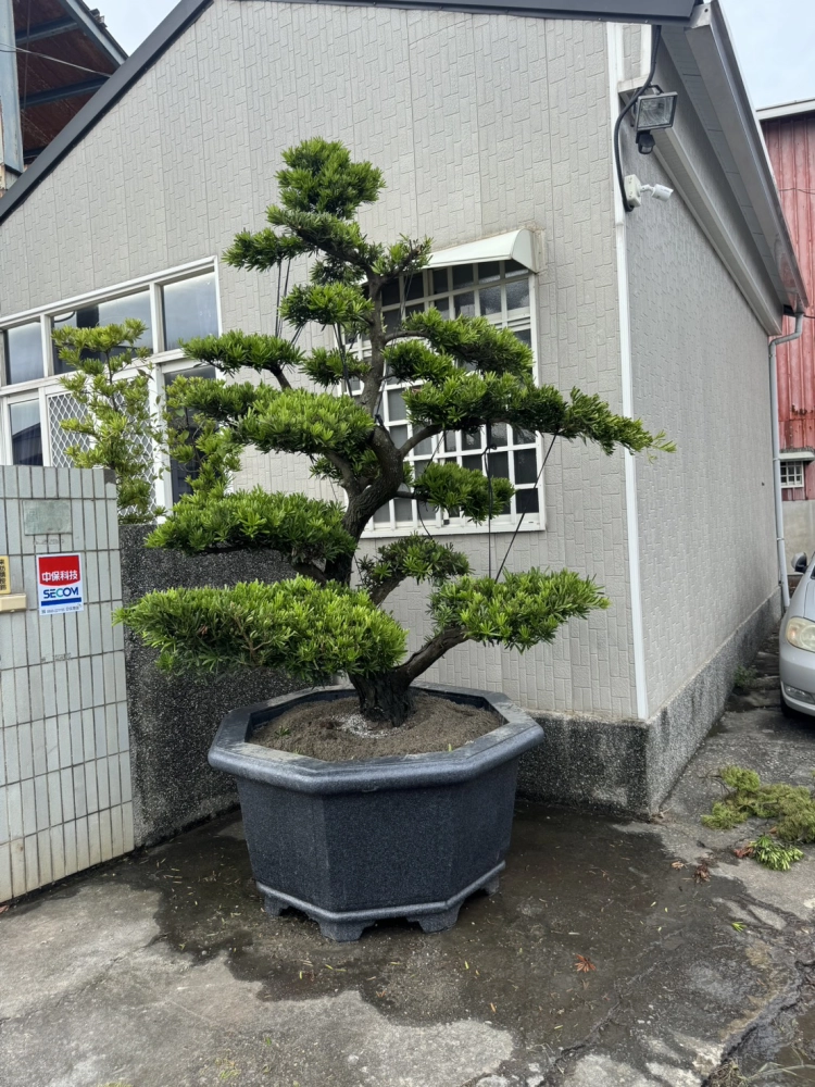客製化種植圖片分享