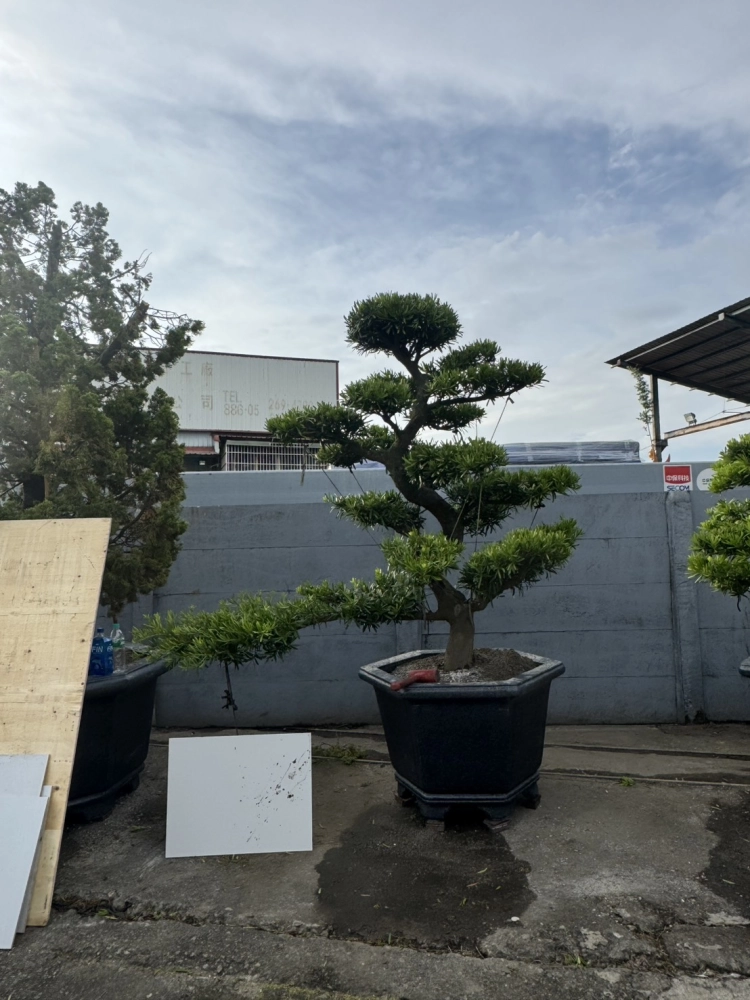 客製化種植圖片分享