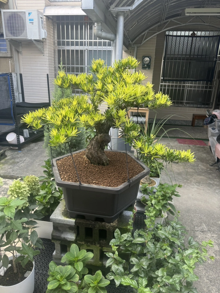 客製化種植圖片分享