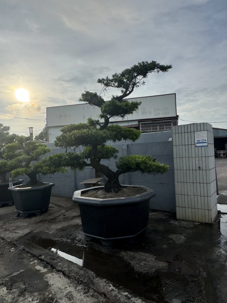 客製化種植圖片分享