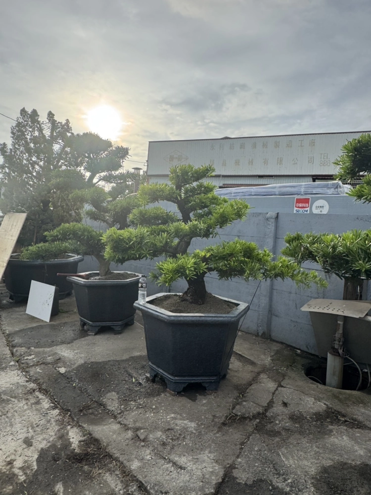 客製化種植圖片分享