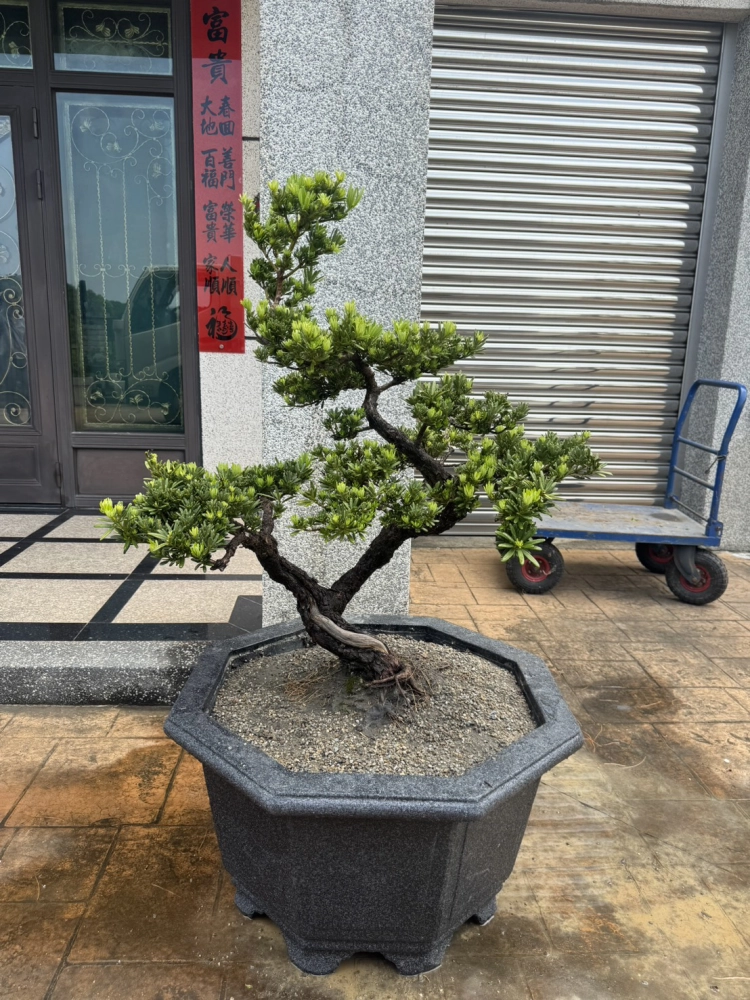 客製化種植圖片分享