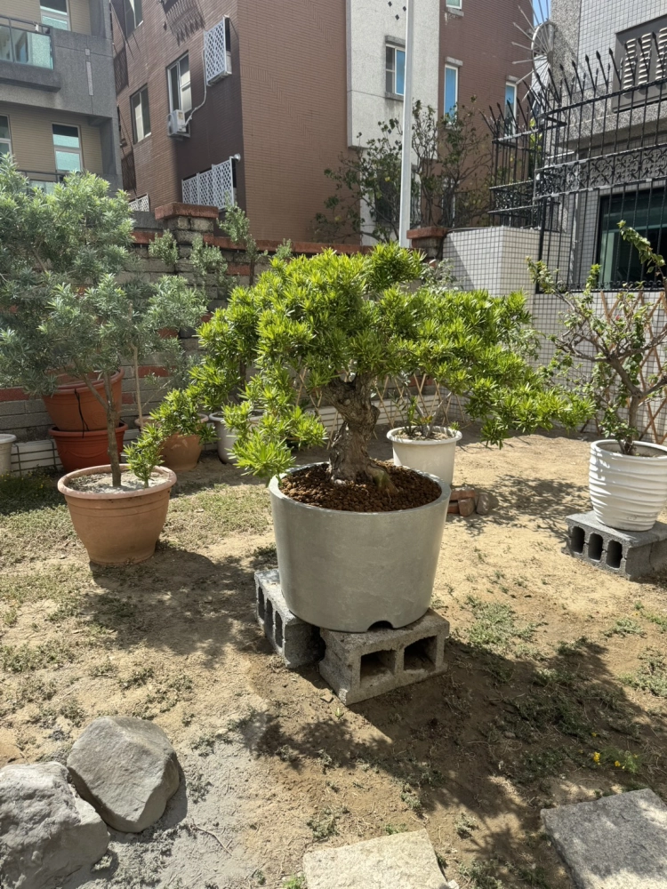 客製化種植圖片分享