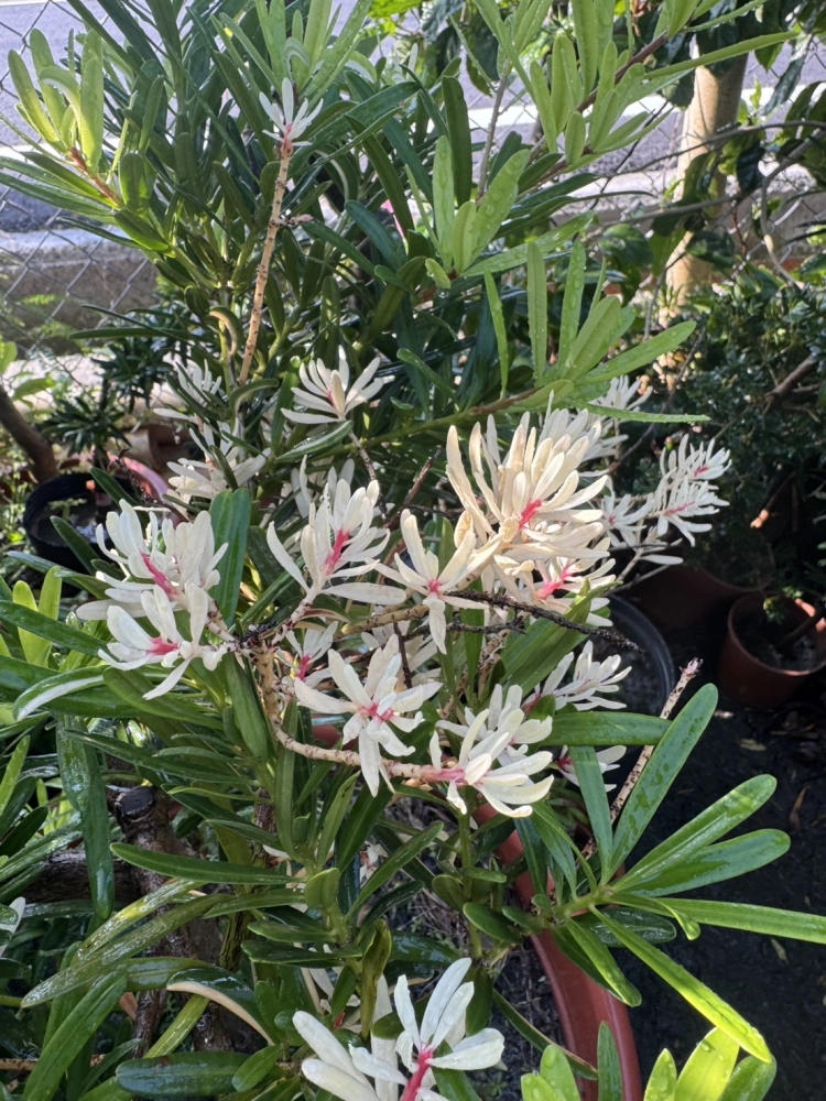 客製化種植圖片分享