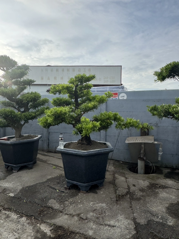 客製化種植圖片分享