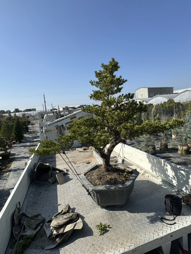 客製化種植圖片分享