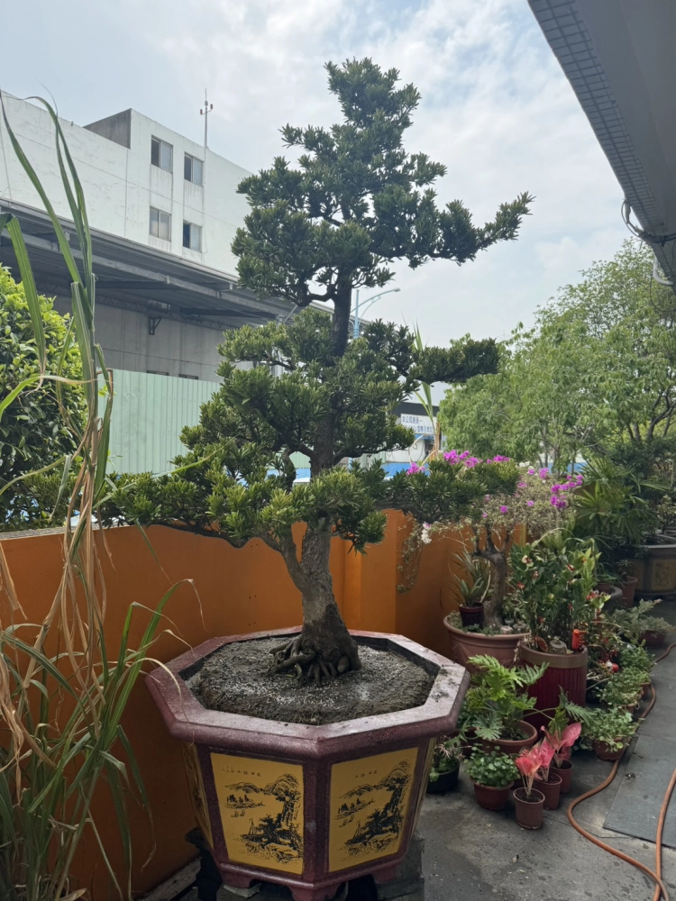 客製化種植圖片分享