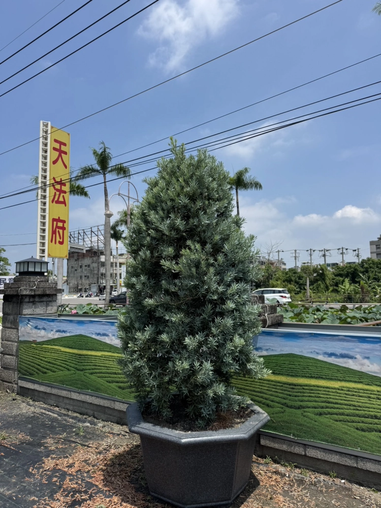 客製化種植圖片分享