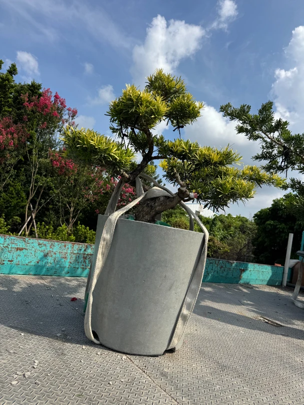 客製化種植圖片分享
