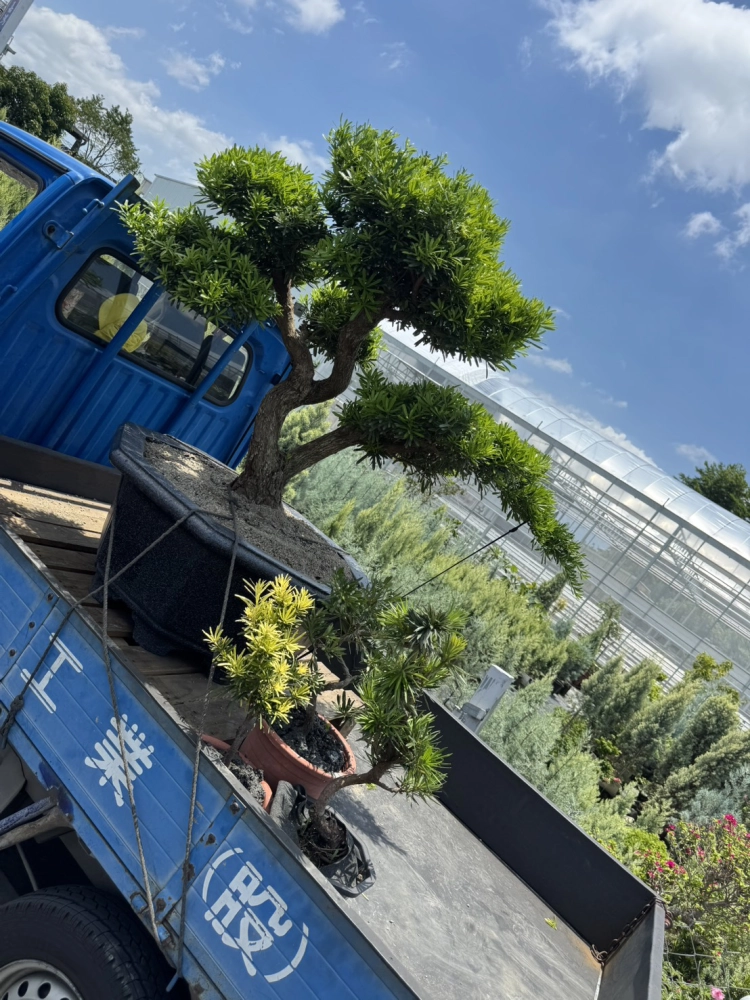 客製化種植圖片分享