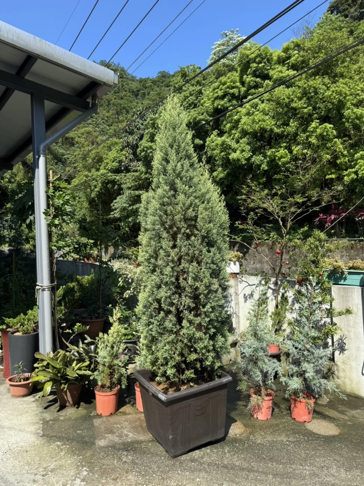 客製化種植圖片分享