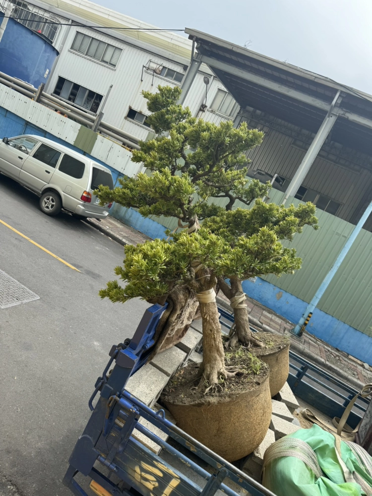 客製化種植圖片分享