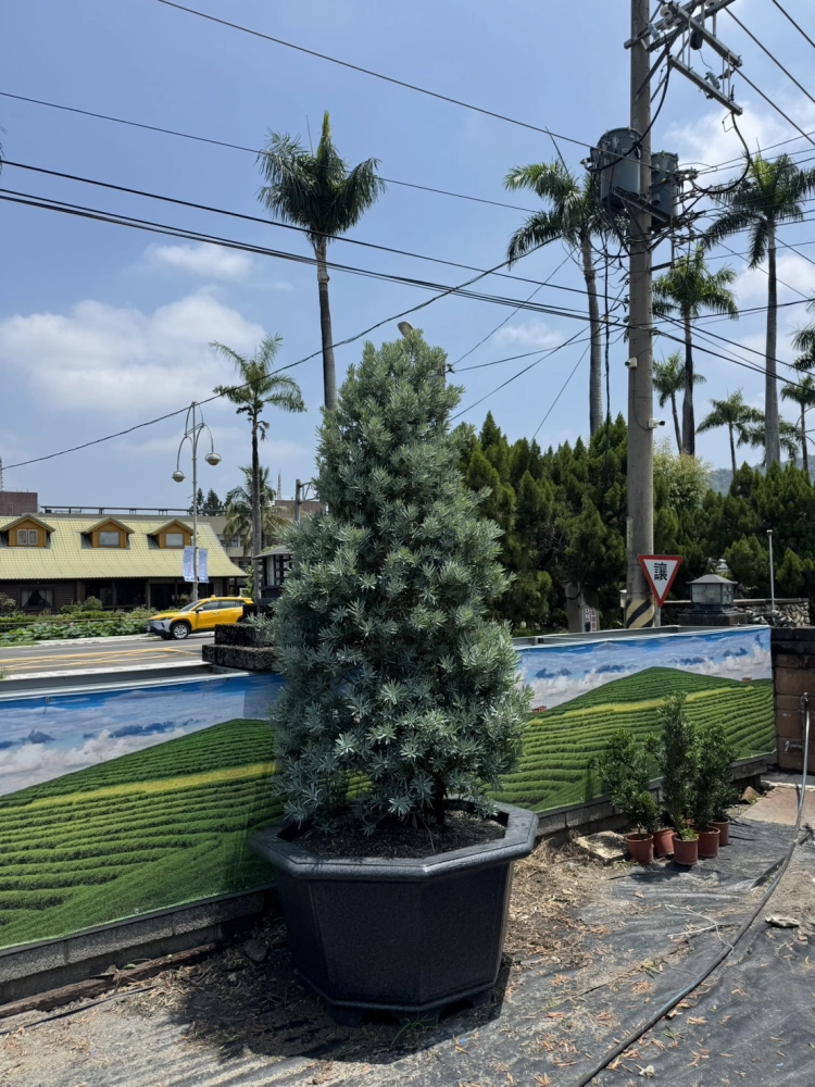 客製化種植圖片分享