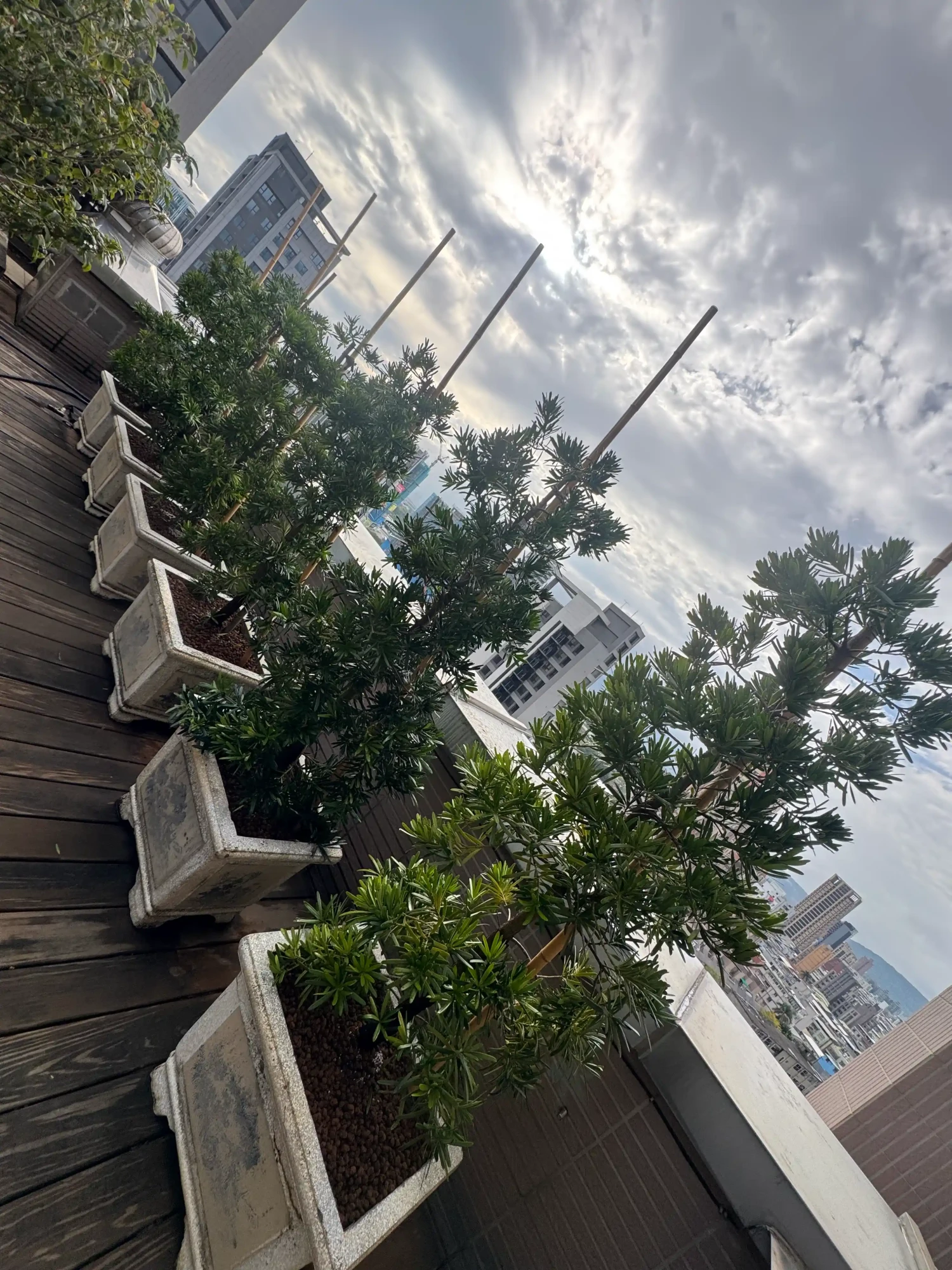 客製化種植圖片分享