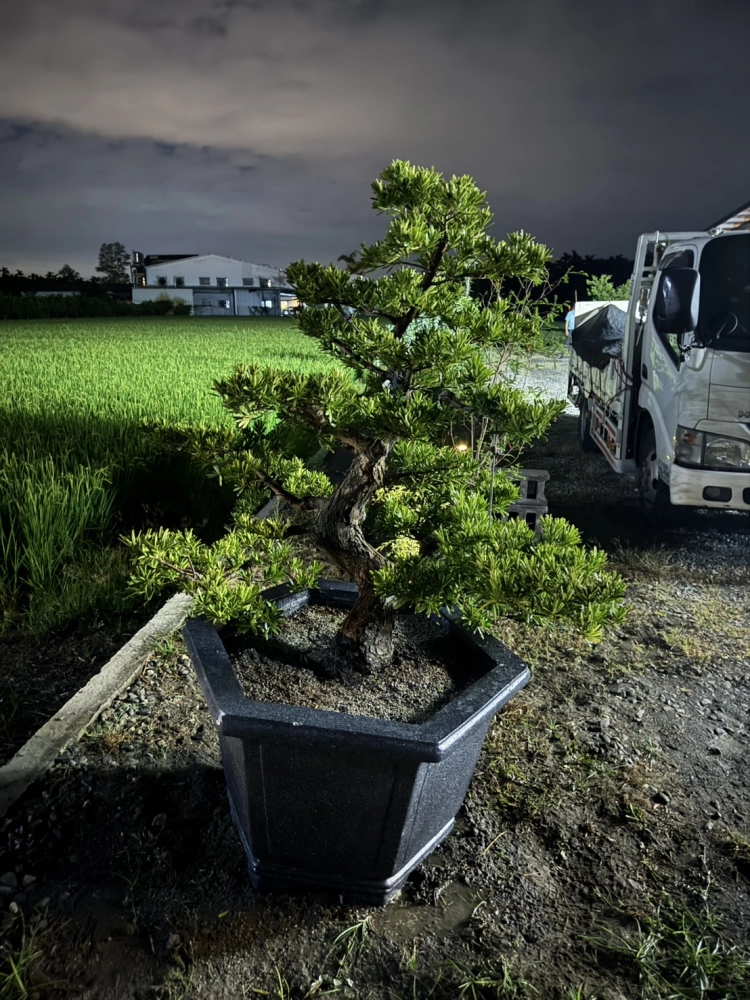 客製化種植圖片分享