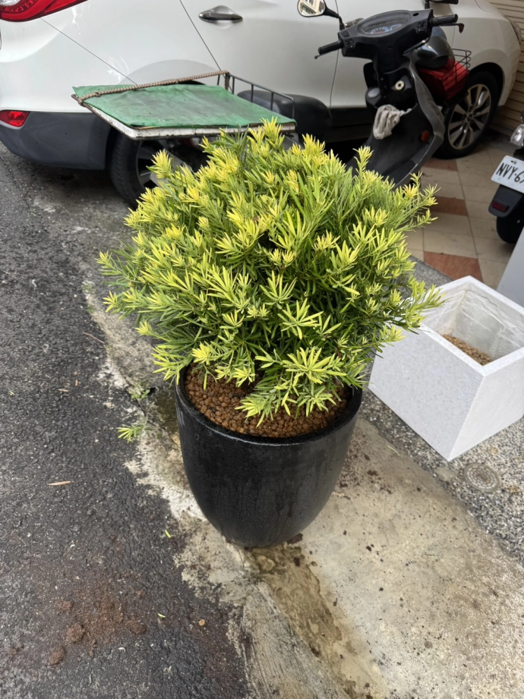 客製化種植圖片分享
