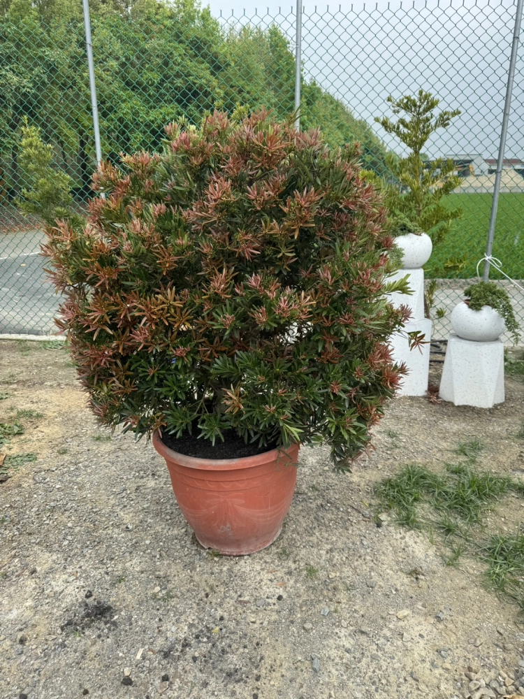客製化種植圖片分享