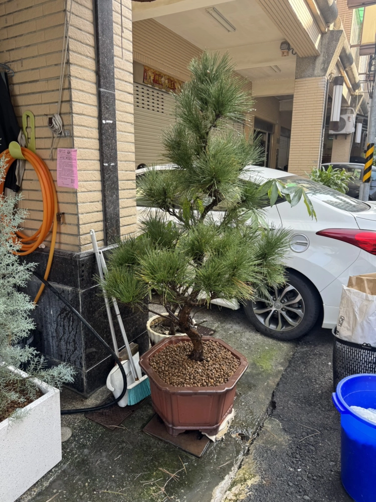 客製化種植圖片分享