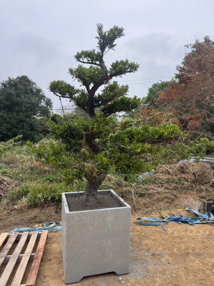 客製化種植圖片分享