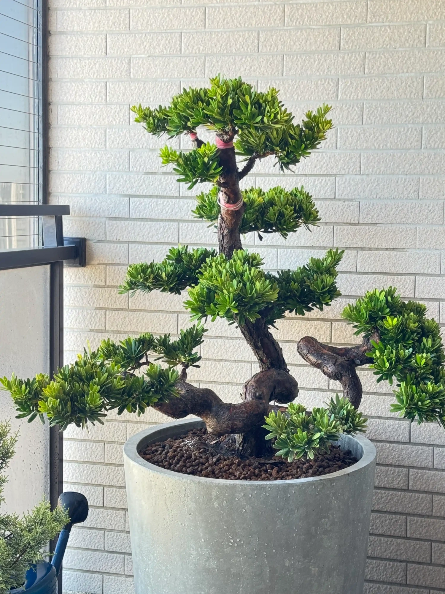 客製化種植圖片分享