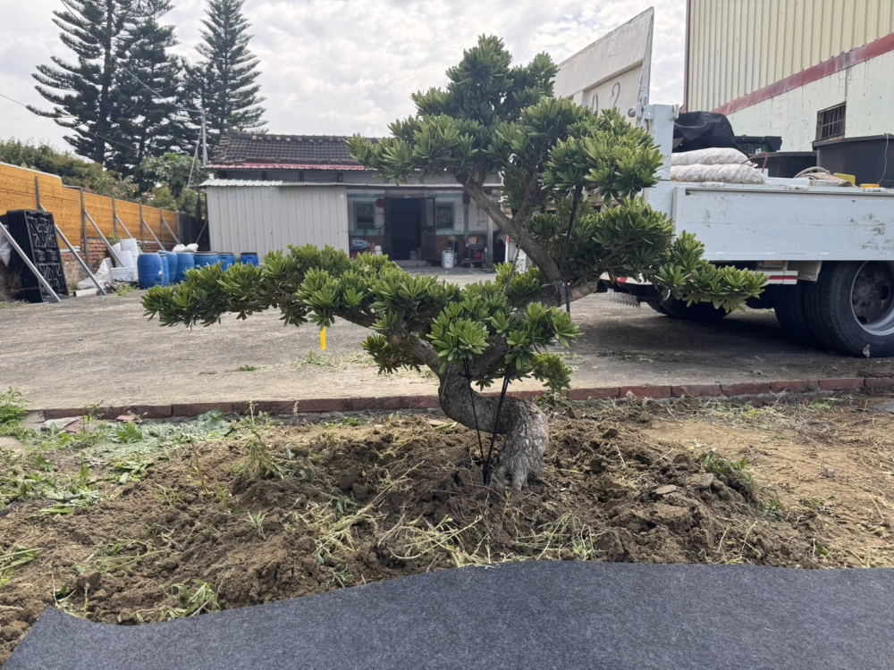 客製化種植圖片分享